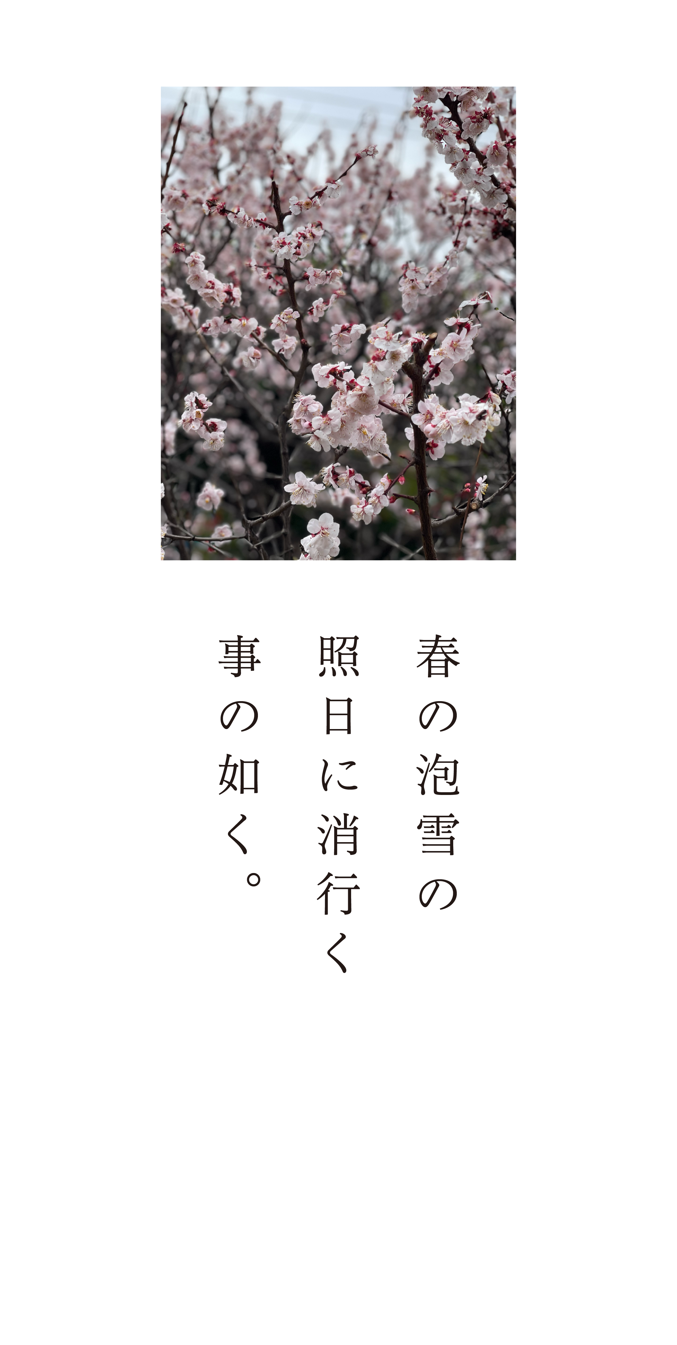 猫曰く、我あるが故に敵あり。我なければ敵なし。猫の妙術より